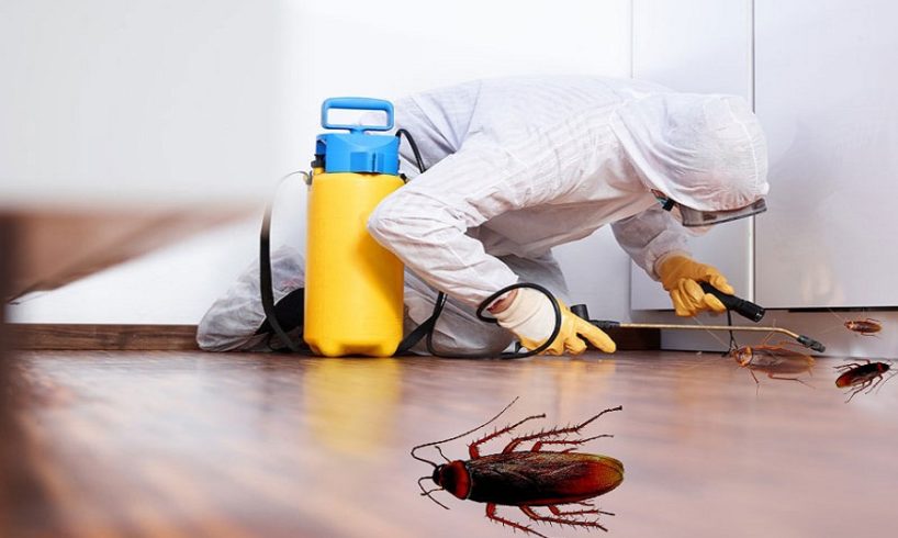Tips for Choosing the Pest Control Company in Kew